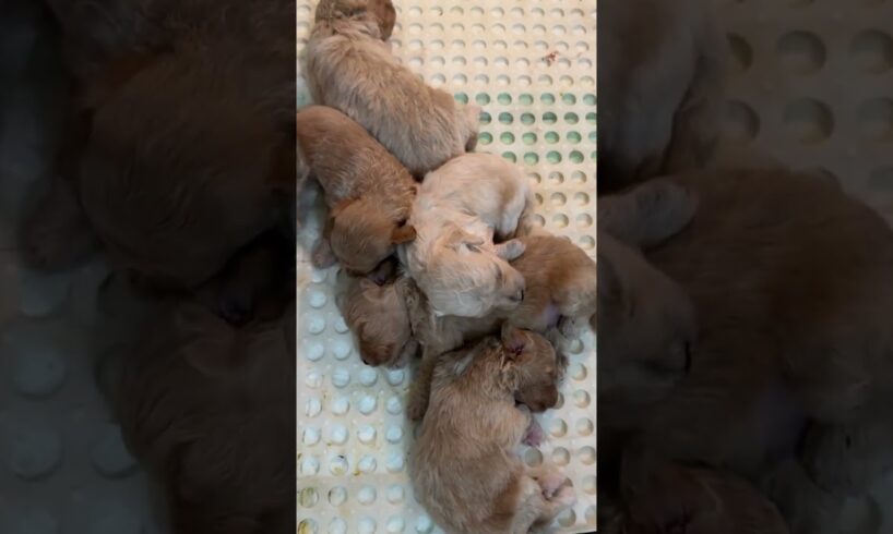 Cute puppies  #puppy #cute #pets #poodlesofficial