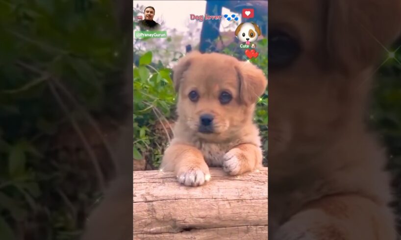 Cute puppies 😘🐾🐕#shortsvideo #doglover #puppy #puppies #dog #greenscreen #shorts