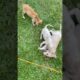 Cute puppies 🐶| #shortvideo #puppy #petshub #doglover #dog #labrador #pets #pomeranian