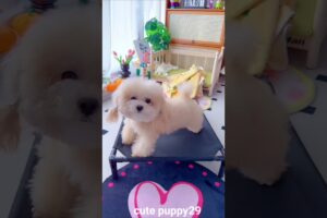 Cute puppy 🥰 and mummy funny 🤣 part _328mini wood toy ~woodworking art' skills/hand craft #shorts