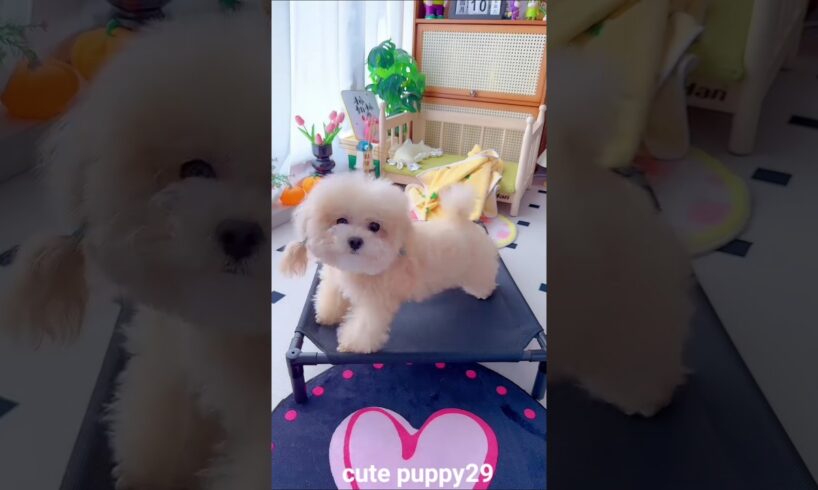 Cute puppy 🥰 and mummy funny 🤣 part _328mini wood toy ~woodworking  art' skills/hand craft #shorts