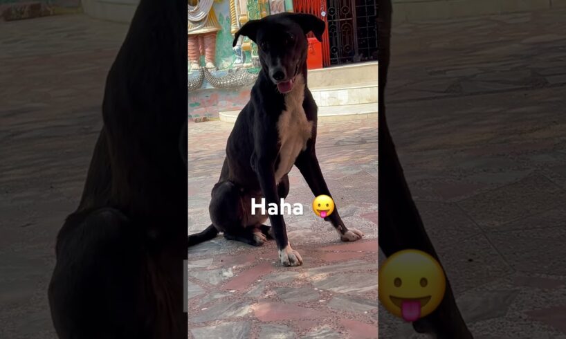 Cutest Dogs Alive  #dogs #cute #shorts #viralvideo #youtubeshorts #streetdog #love #doglover #shorts
