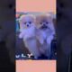 Cutest Puppies Compilation #1 – Tiny Fluffy Hearts Melt the Internet #puppy #pets #cute