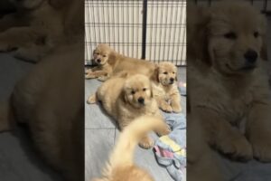 Cutest Puppies 🐶 #cutest #puppy #petsrule #cutepuppy #dog #pets #cuteanimal #cute