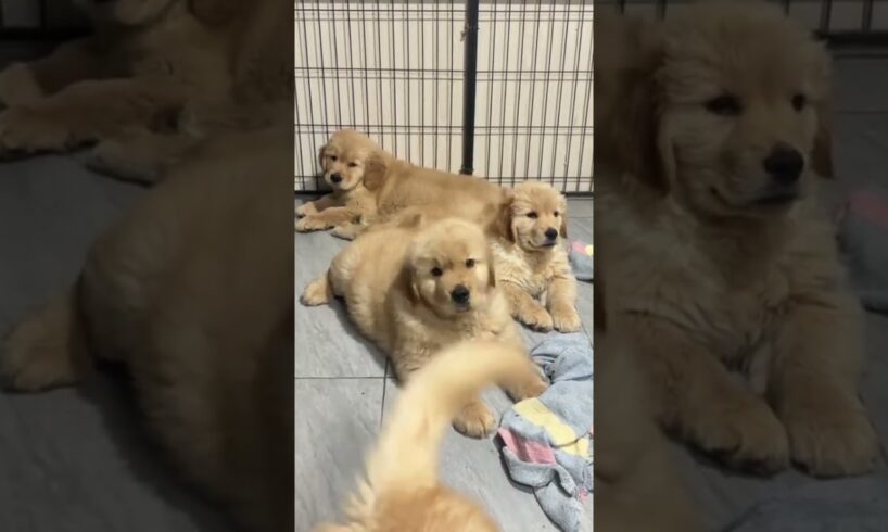 Cutest Puppies 🐶 #cutest #puppy #petsrule #cutepuppy #dog #pets #cuteanimal #cute