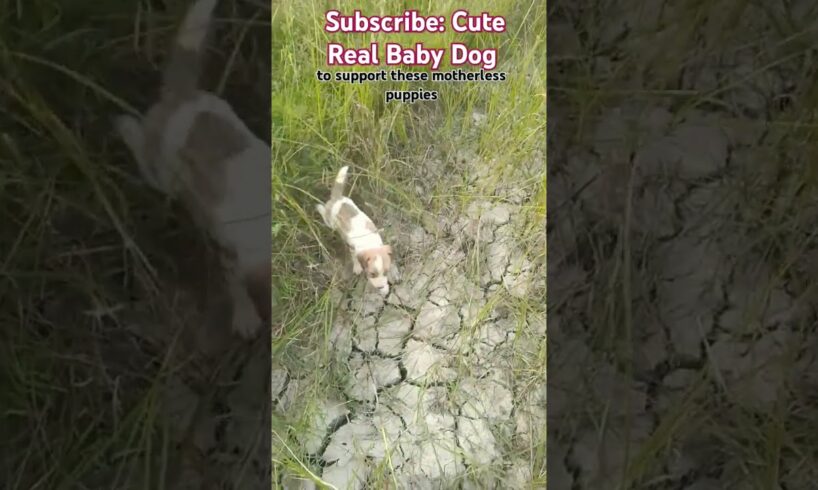 Cutest Puppy Video #puppy #cute #shorts