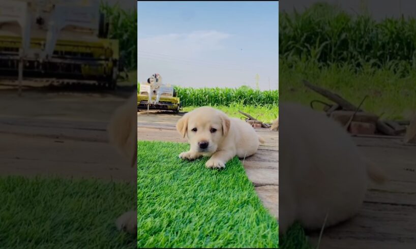 Cutest puppy 🐶 Funny dog video