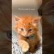 Dog Adopts A Kitten And Teaches Him How To Love | The Dodo