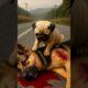 Dog 🐕 Help Big Dog And Bamdage Its Injuries  #animalrescue #rabbitrescue #duckquest