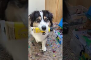 Dog Loves Painting Flower😍