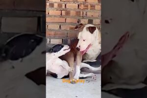 Dog play#dog #dogfunny #dogvideo #animals