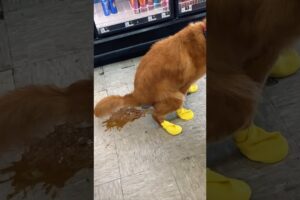Dog pooping 😂😂😂#cutedog #doglover #dogsofinstagram #funny #funnyvideo #funnyanimals