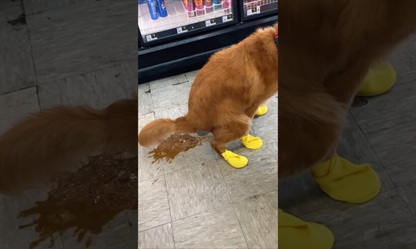 Dog pooping ๐๐๐#cutedog #doglover #dogsofinstagram #funny #funnyvideo #funnyanimals