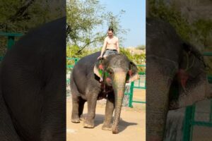 🥰 Elephant Ride #indiansafari #elephantsafari #shorts #shortvideo #animals #amusementpark #love