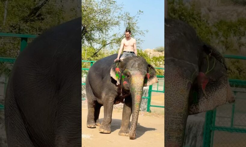 🥰 Elephant Ride #indiansafari #elephantsafari #shorts #shortvideo #animals #amusementpark #love