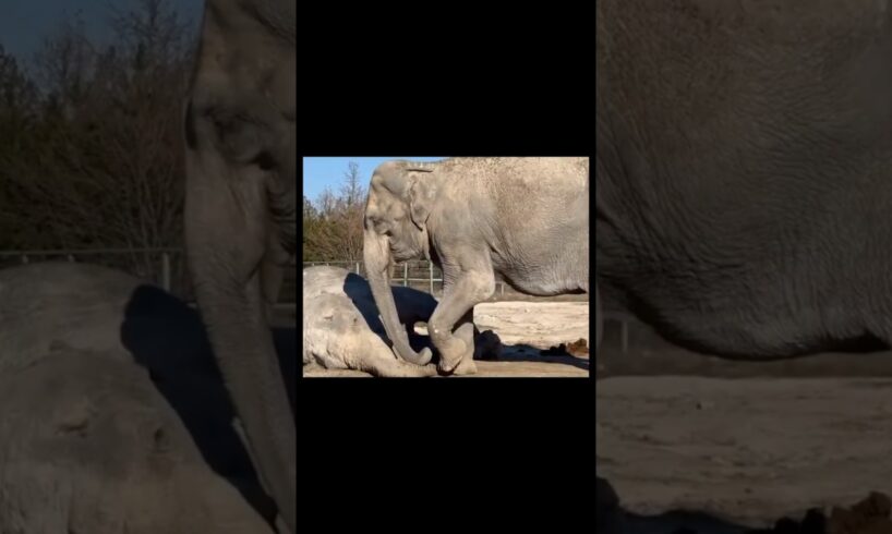Elephant be like : Brother get up, let's play 🥺😍
