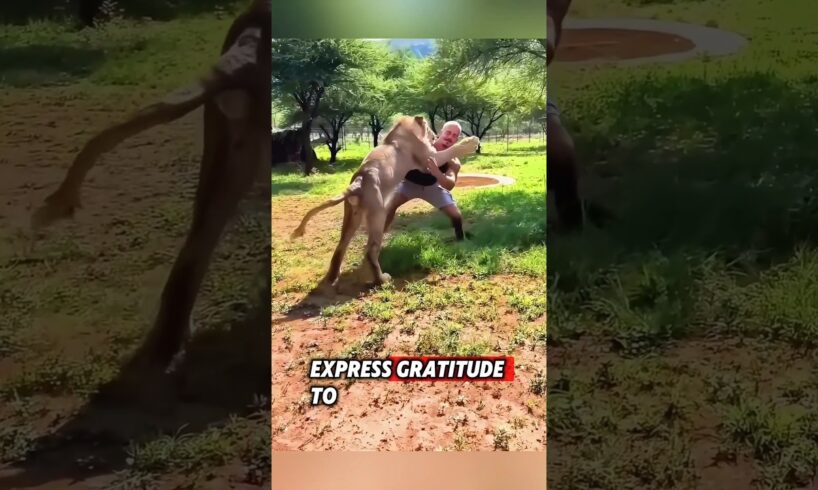 Emotional reunions between the animals and their caretaker ❤️ #animals #wildanimals