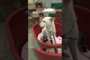 Este perro solo desea recuperar a su madre. #cute #perro #canilla #tiernos #perros #gatos #animals