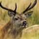 Exploring Britain’s Wild Animals: From Golden Eagles to Goshawks (3H Marathon)