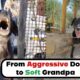 From Aggressive Dog to Soft Grandpa: Phoenix’s Transformation - Takis Shelter