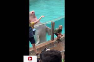 Funny Water Animals and Animals Playing With Water 🐋🐬