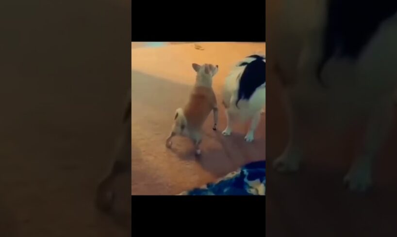 😂🤣Funny🤣🤣Like and Subscribe 🤣 #best #reels #shorts #funny #dog #dance #epic #fail RB Memes Edit