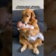 Golden Retriever Nanny! 🐾This sweet dog giving endless love to baby! ❤️ #shorts #doglover #love