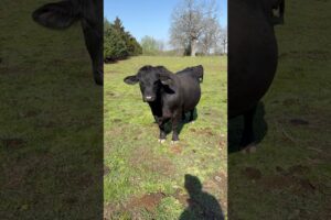 Good Morning Danny!!! #brangus #bull #cattle #ranch #cow #shortsfeed #animals #farmanimals #danny