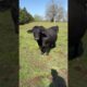 Good Morning Danny!!! #brangus #bull #cattle #ranch #cow #shortsfeed #animals #farmanimals #danny