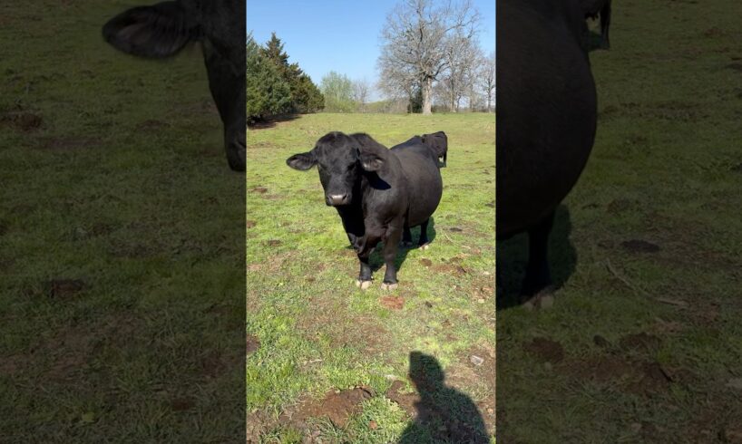 Good Morning Danny!!! #brangus #bull #cattle #ranch #cow #shortsfeed #animals #farmanimals #danny