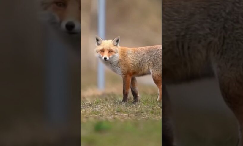 🤬 HUNGRY 🐕 PITBULL VS. CLEVER 🦊FOX: 🤔 WHO WINS🏆❓😱 #happysbully444 #shorts #dog #pitbull #fox