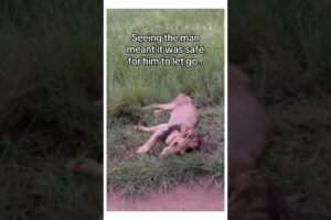 He will be king ♥️ #wholesome #animals