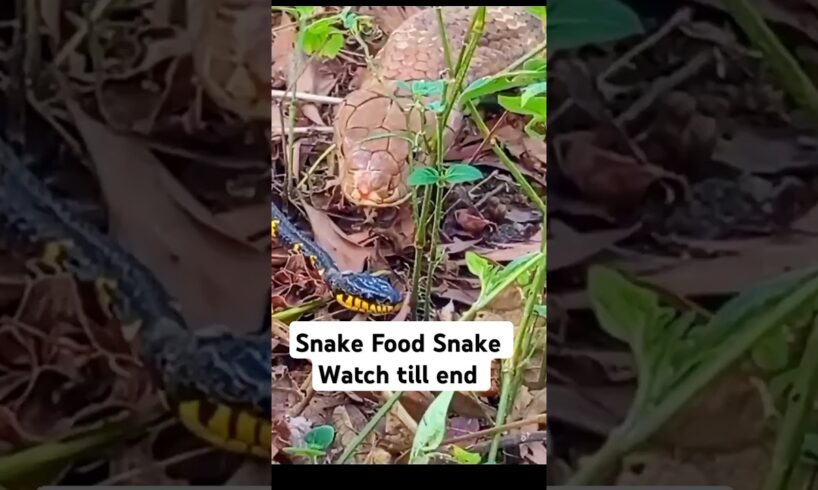 History of Deadliest Predators The Snake #snake #snakevideo #anaconda #viper