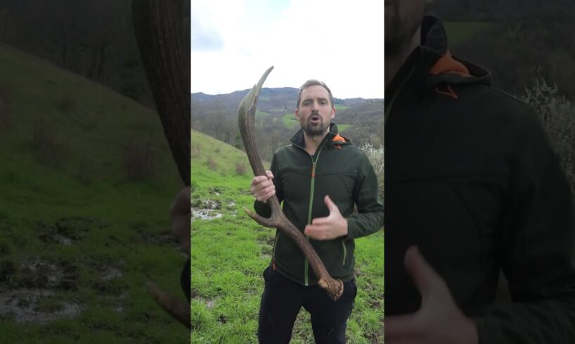 I PALCHI di CERVO! #animali #trekking #natura