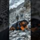 Insane animal fights!! Animal vs Animal #animals #wildlife #animalvsanimal #vs #fyp #battle