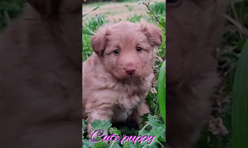 Is This the Internet’s Cutest Puppy?