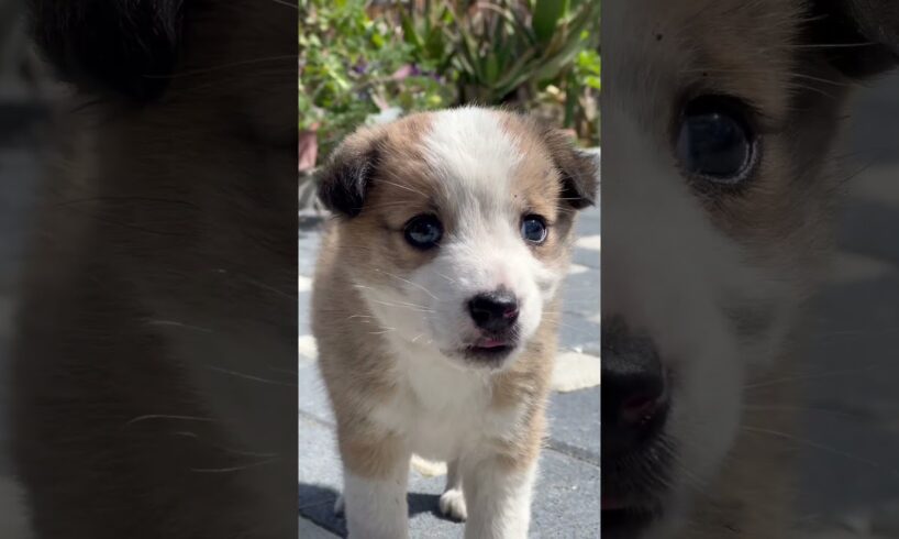Isn’t she the cutest puppy ever?! 🥰 #stella #puppy #puppylove #doglove