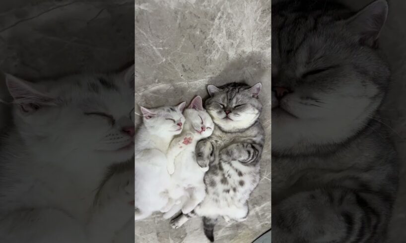 It turns out that playing badly can also be sticky #Playing badly cat #shorts  #Flipping cat #cute