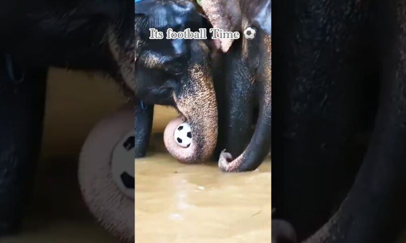 Its play time ⚽ #youtubeshorts #animals #wildanimals #elephant #wildlife #babyelephant #viralvideo