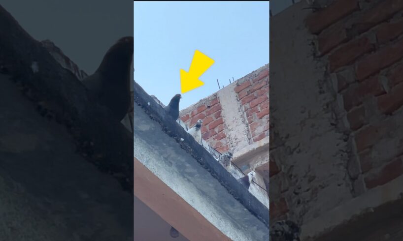Kabootar Wapas kr Diya 😳🕊️ #pigeon #animals #kabutar #shortvideo #viralvideo #shortsfeed #shorts
