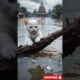 Kittens Survive Catastrophic Flood - Rescue Story