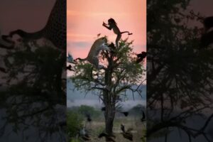 Leopard vs Monkey #wildlife #wildrift #wildanimals #nature #naturelover #funny #animal  #animalworld