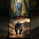 Lion vs tiger . Animals fight Black Panther vs White Tiger, Pitbull, cheetah #animals
