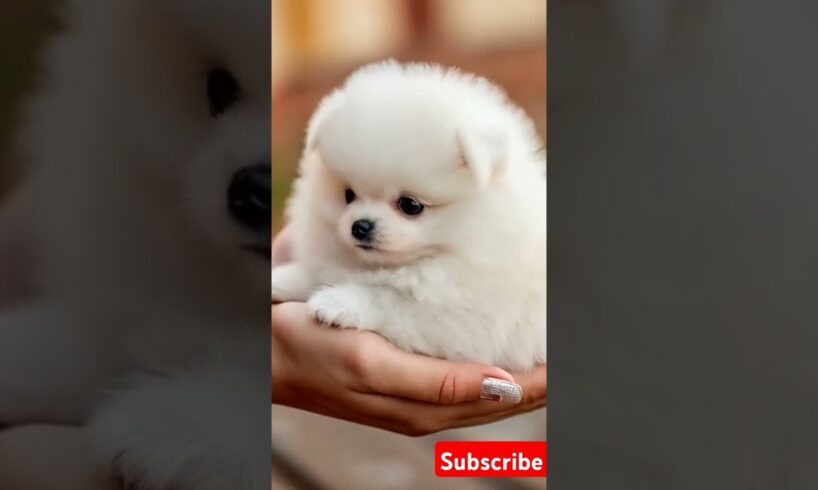 Little cute puppies😍 #cute #toys #baby #cutebaby #cuteanimal #dog #pets #doglover #pomeranian #4k