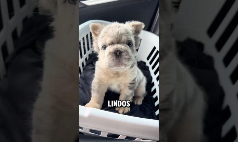 Los 5 cachorros más lindos ¿sabías que mucha gente no cree ni que sean reales? #perros #dogs