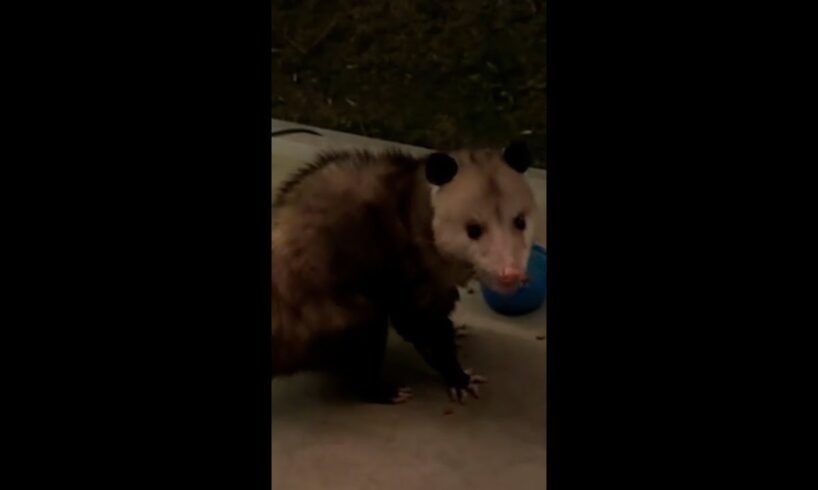 Los Angeles fires: Displaced animals turn to humans for food, shelter #Shorts