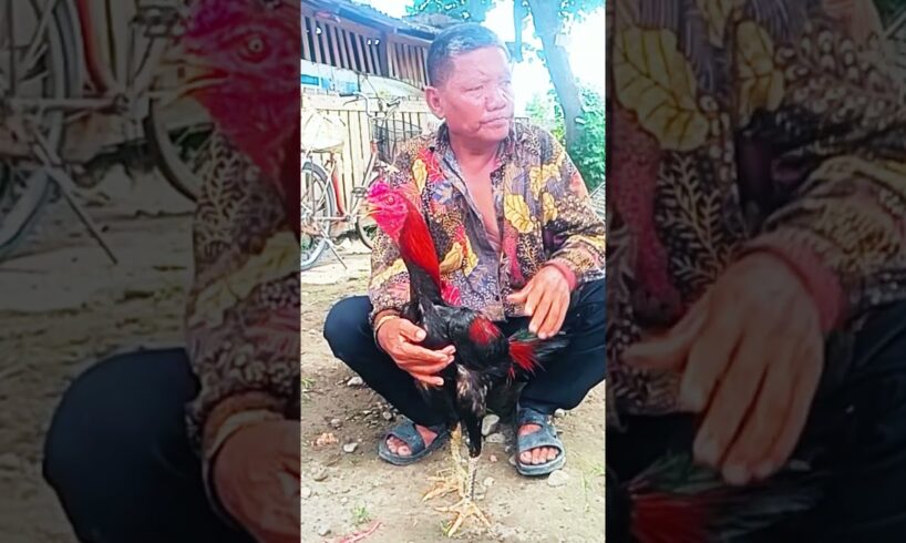 Mbah Kamali sedang menunggu keberkahan dari atas langit dengan ayamnya #ayam #animals #funny