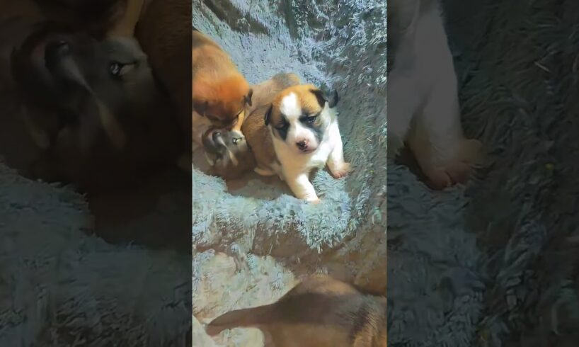 Meet the Cutest Puppies in Town: A Shelter Adoption Journey #shorts #dog #doglover #puppy
