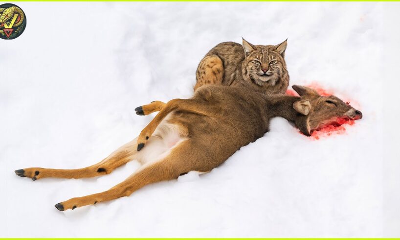 Most Insane Wild Cat Attacks Caught on Camera | Animal Fights