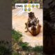 OMG Tiger 🐯 Real fight #animals #lion #tigercreative journeys